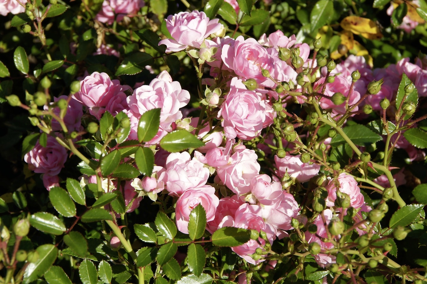 Best Roses For Pots channel_name